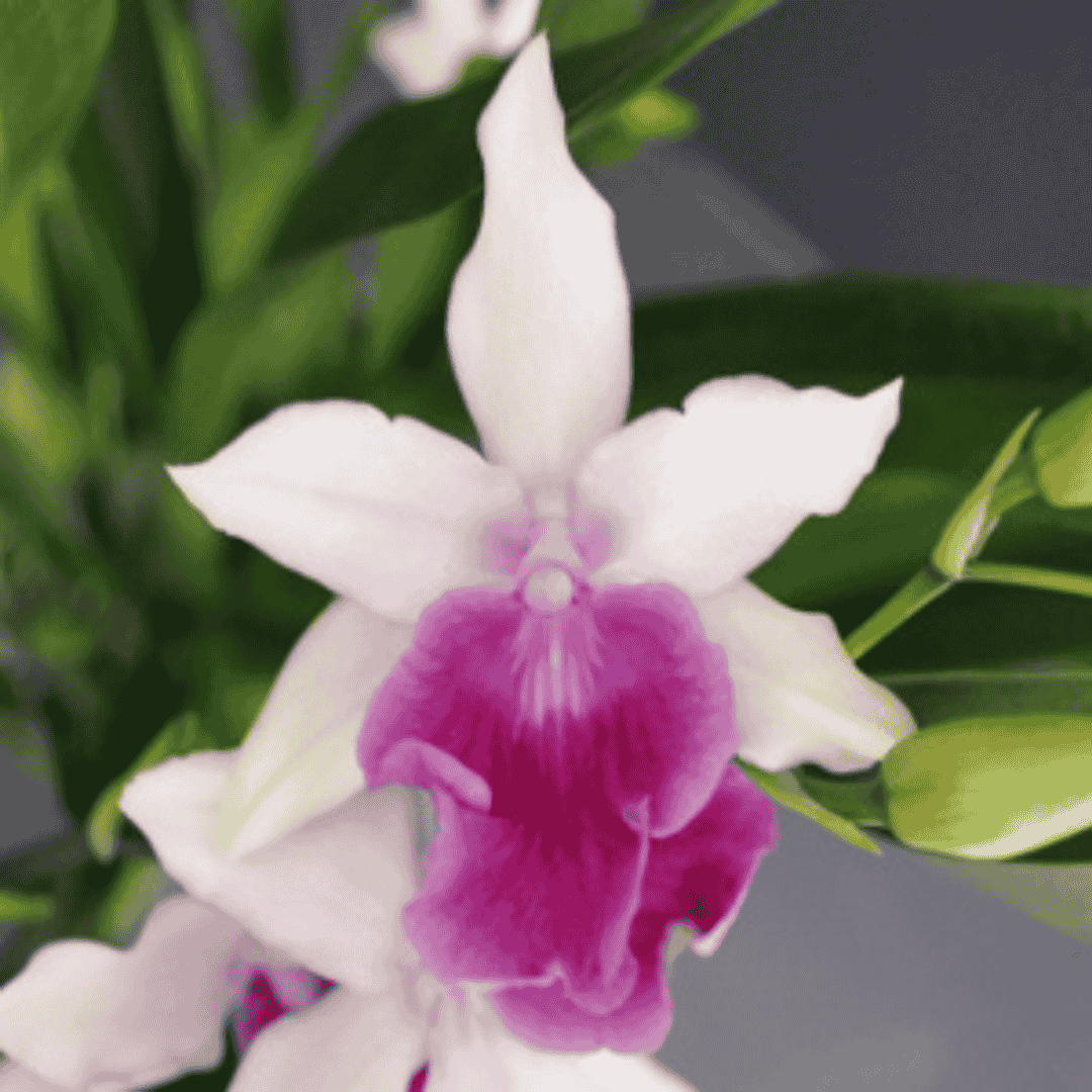 Miltonia Maui
