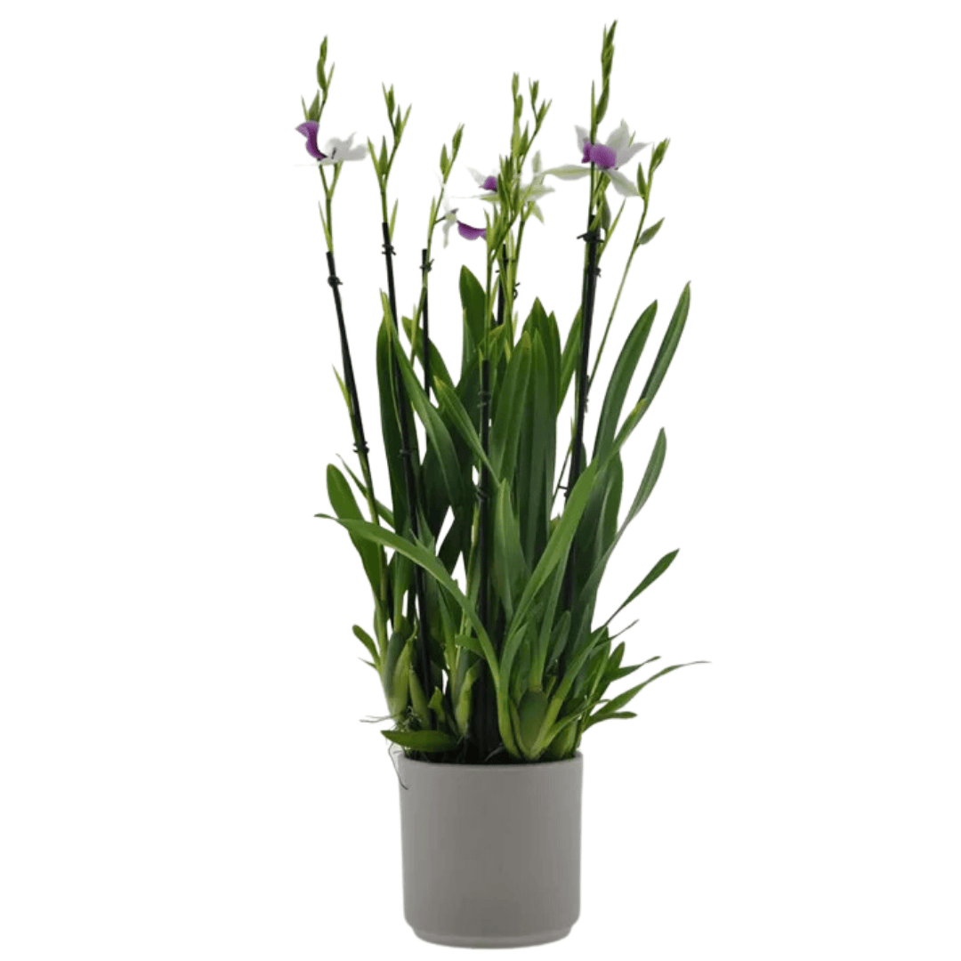 Miltonia Sofie