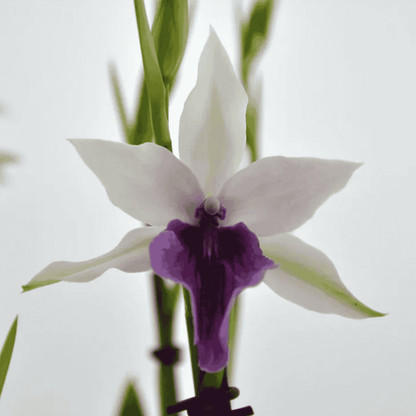 Miltonia Sofie