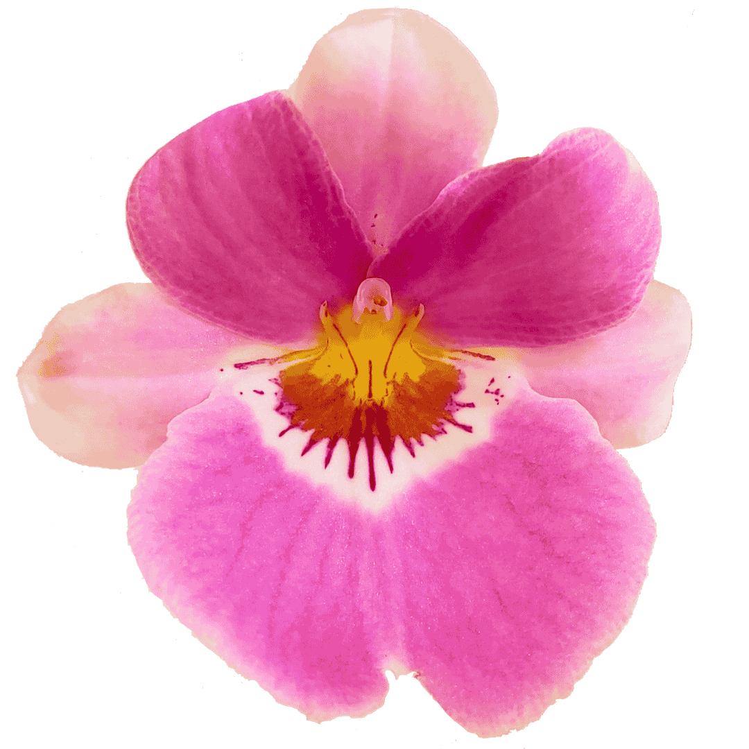 Miltoniopsis Daniela