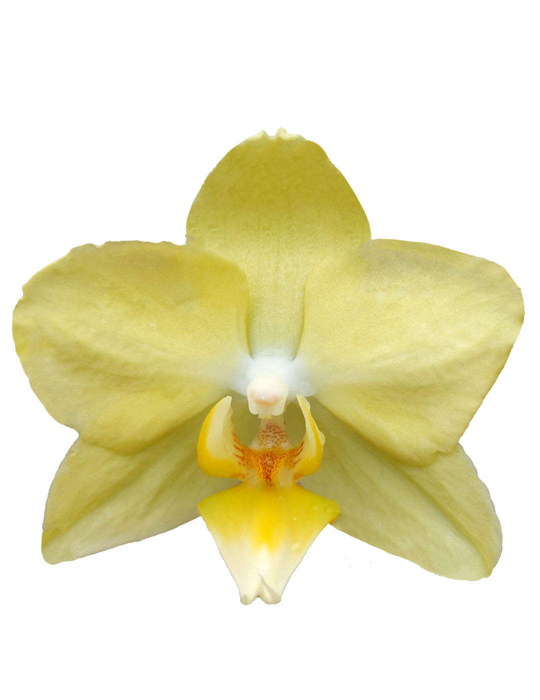 Phalaenopsis Mirage Ø12