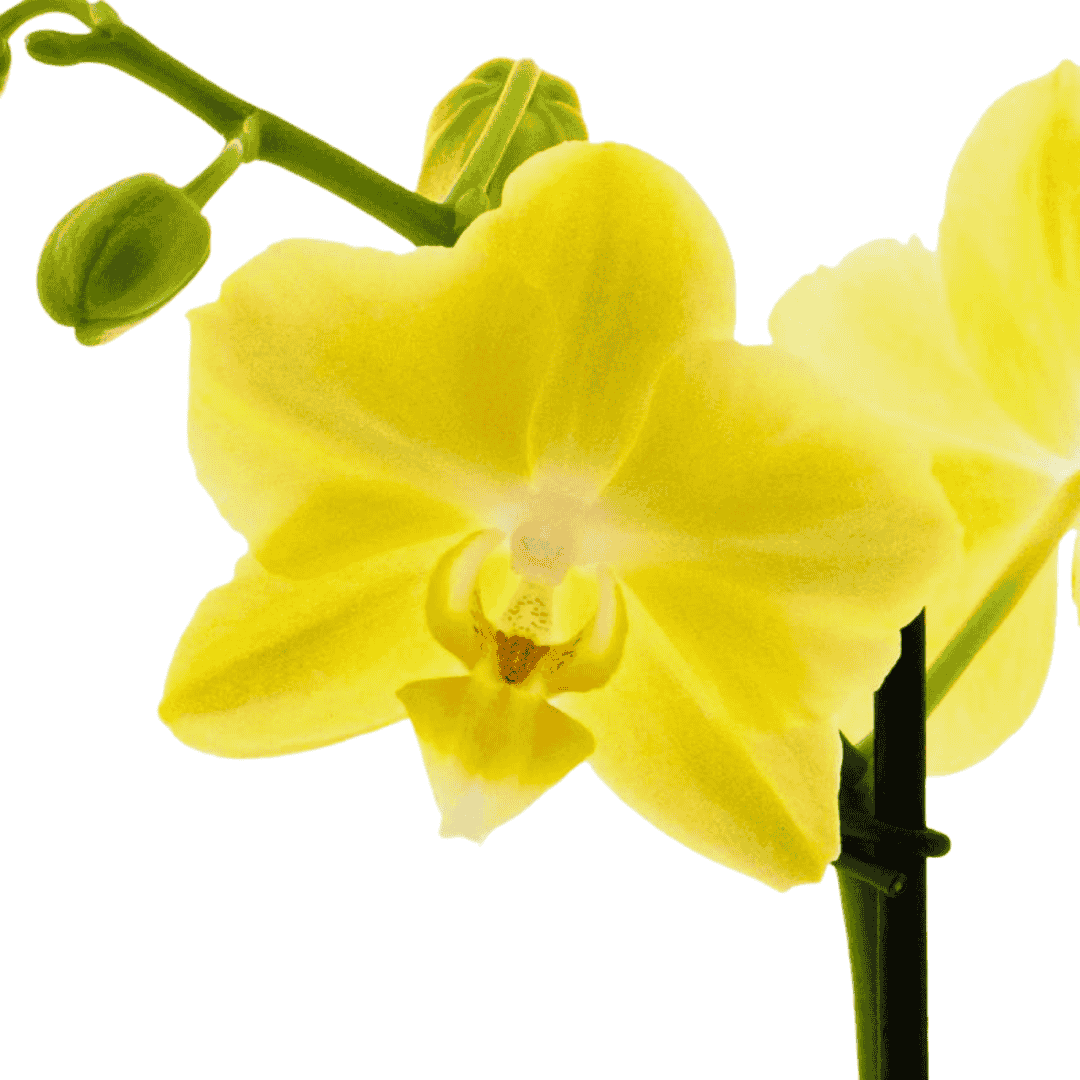 Phalaenopsis Mirage Ø12