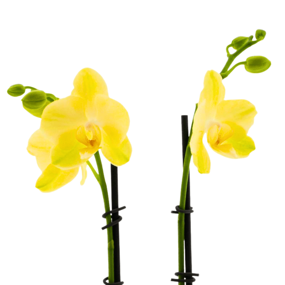 Phalaenopsis Mirage Ø12