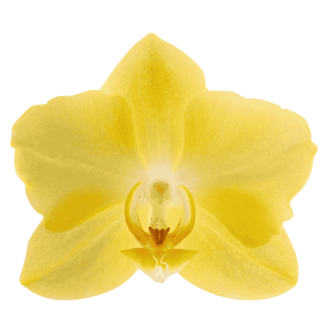 Phalaenopsis Mirage Ø12