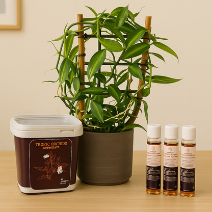 Tropical Orchid Mistery Box