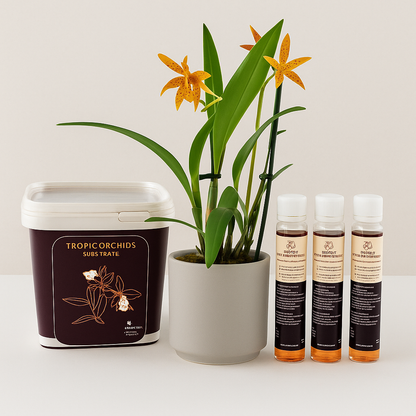 Tropical Orchid Mistery Box