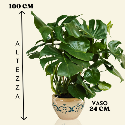 Monstera Deliciosa