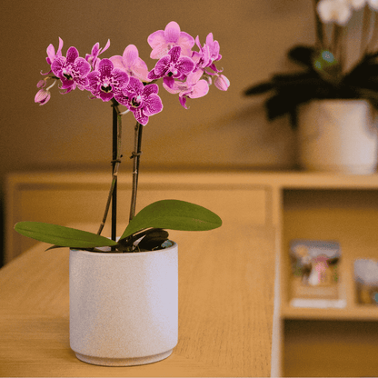 Phalaenopsis Monterry Ø9