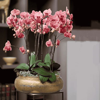 Phalaenopsis Angela Ø12