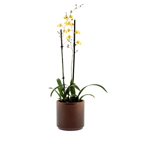 Oncidium Lemon Surprise
