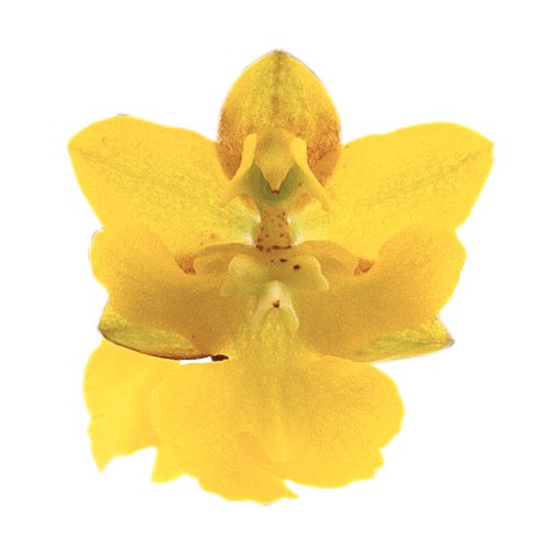Oncidium Lemon Surprise