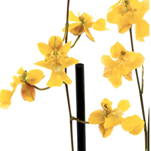 Oncidium Lemon Surprise