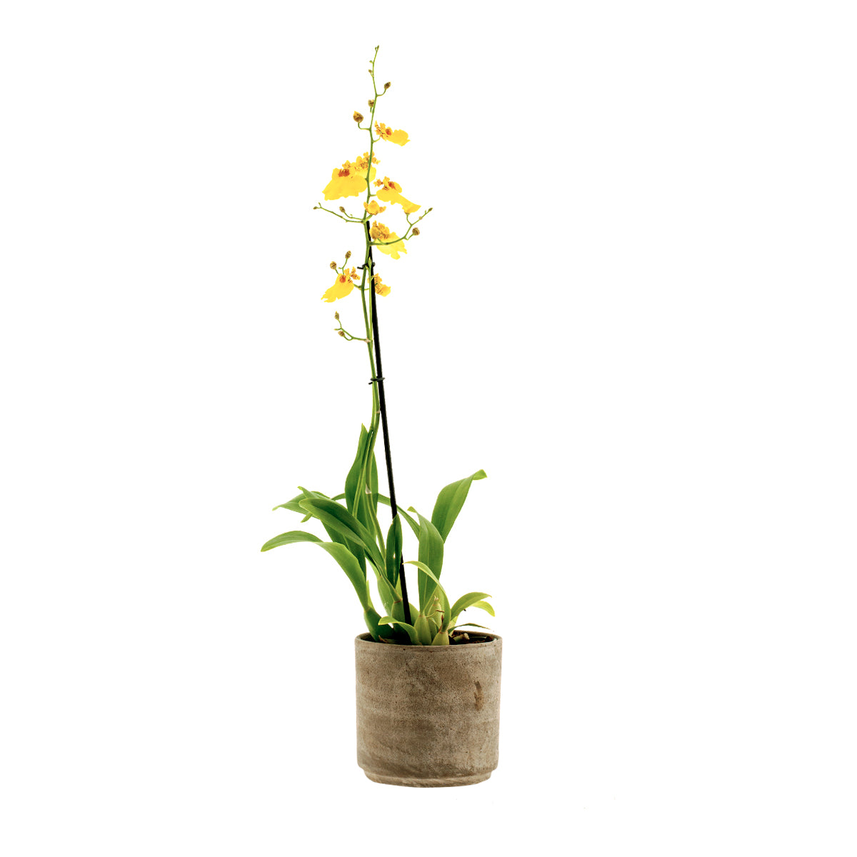 Oncidium Sweet Sugar
