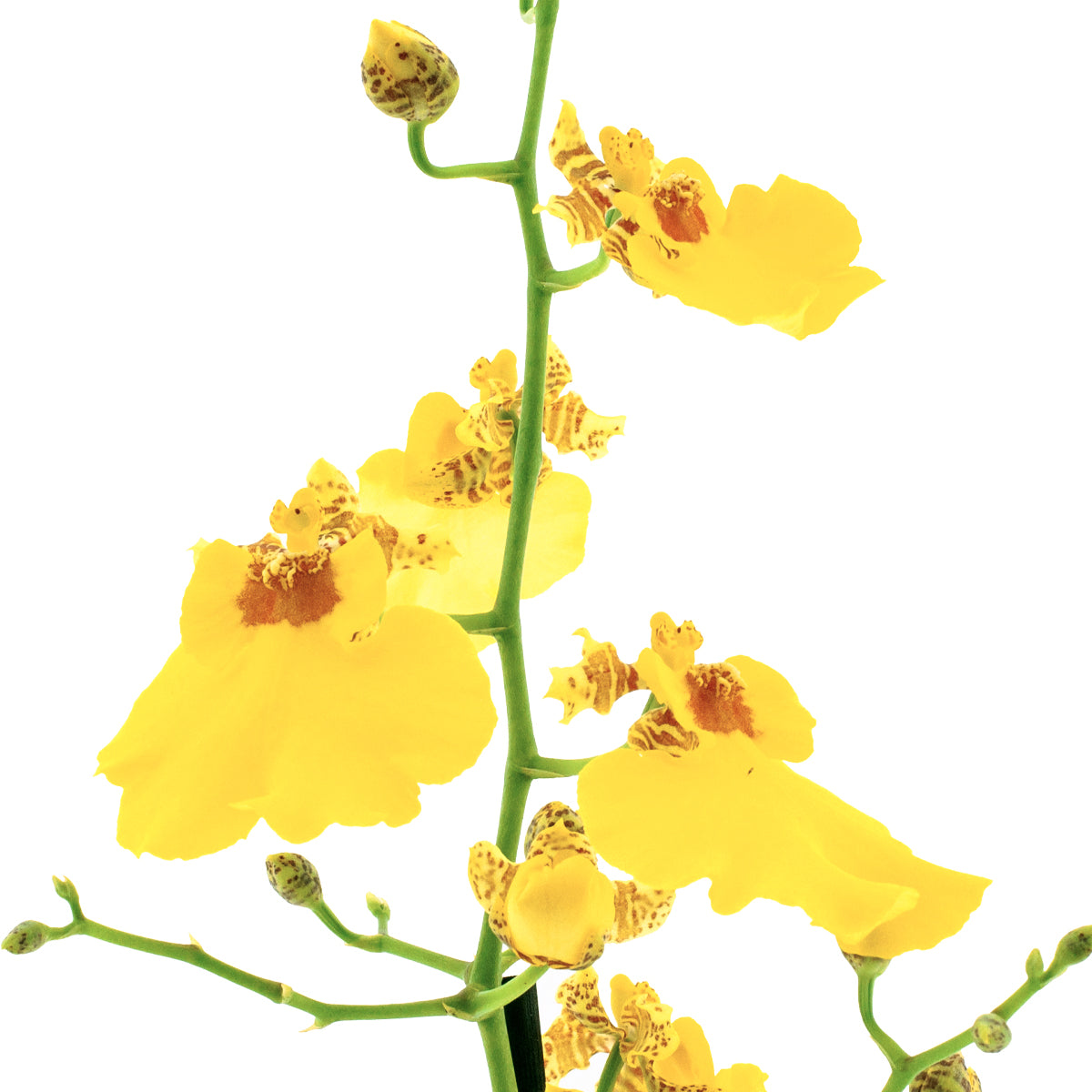 Oncidium Sweet Sugar