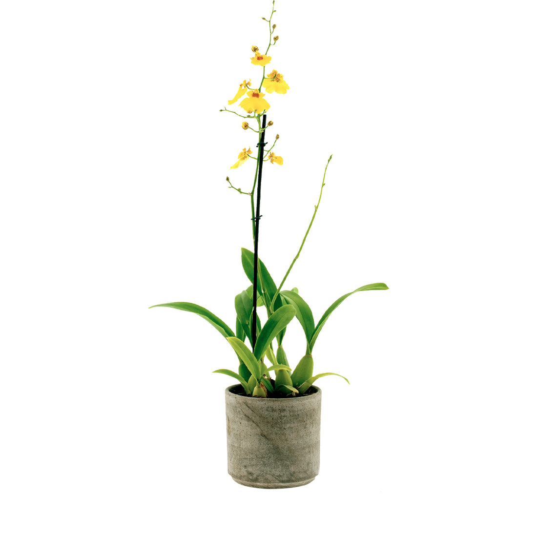 Oncidium Sweet Sugar