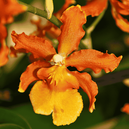 Odontocidium Catatante