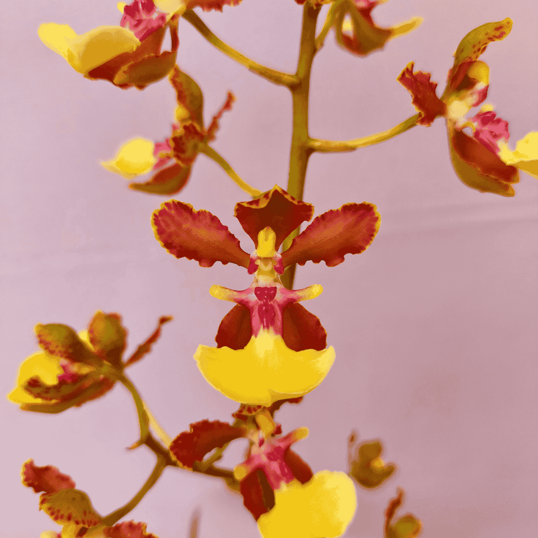 Oncidium Bicolor Lena