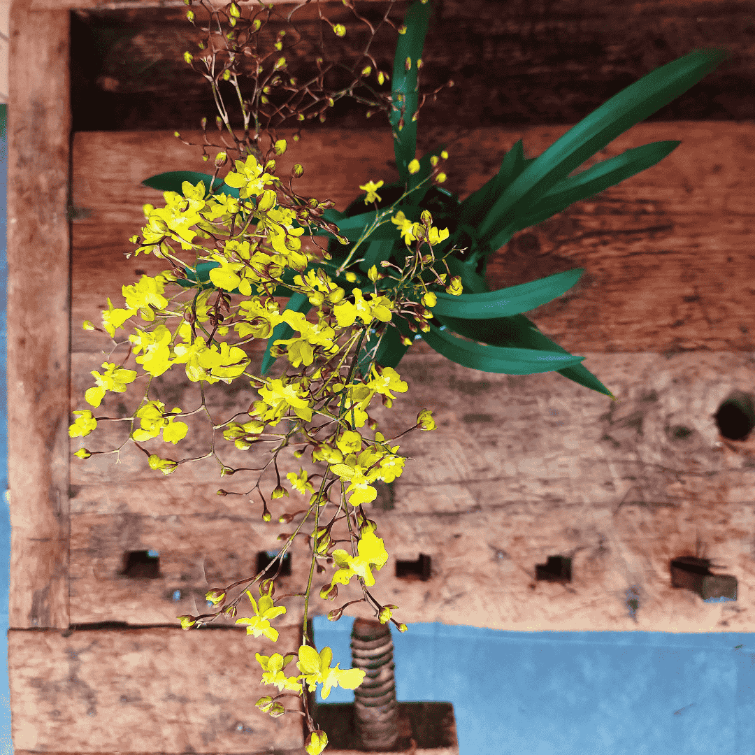 Oncidium Lemon Surprise