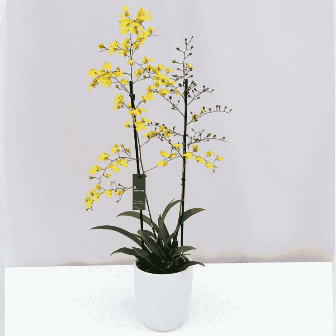 Oncidium Lemon Surprise