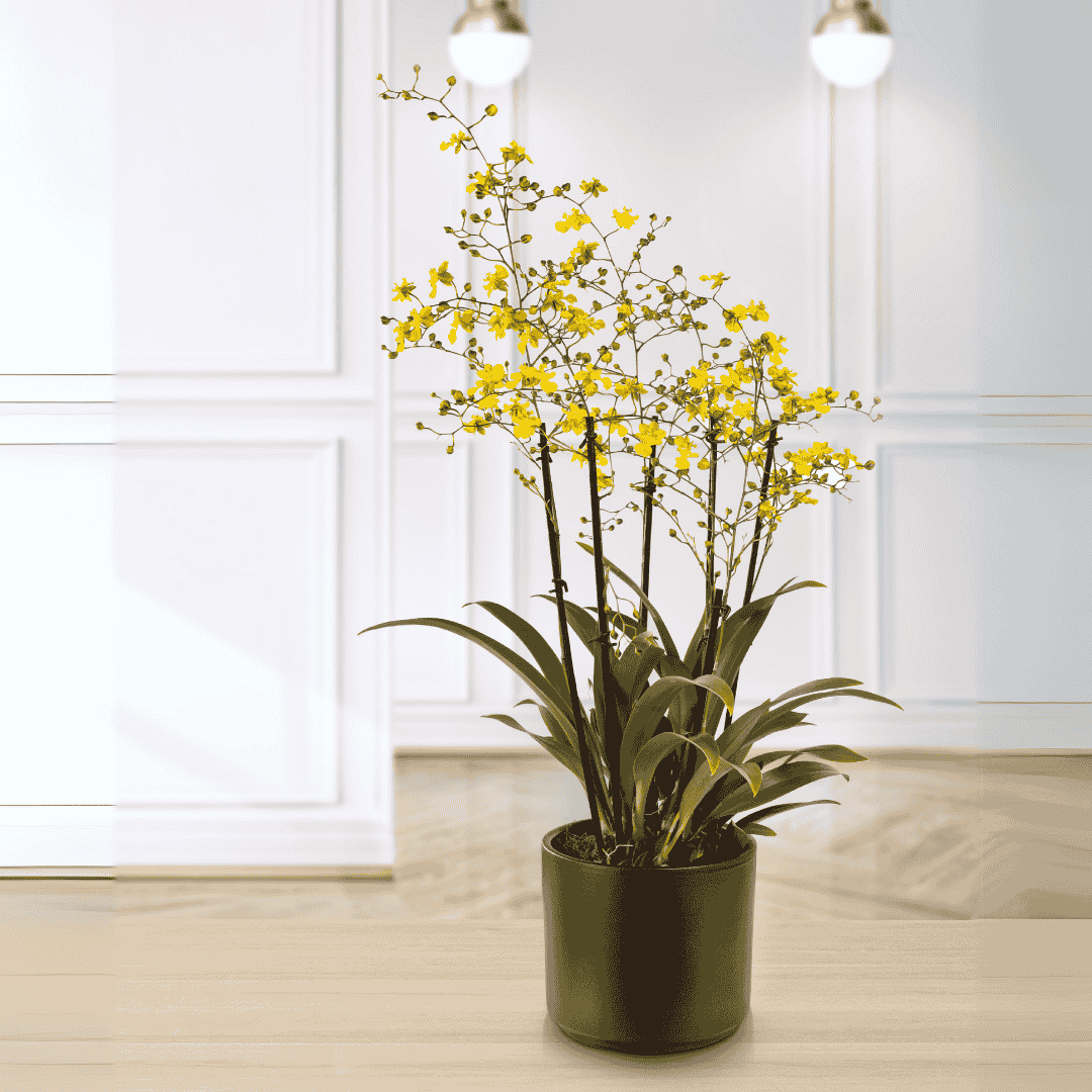 Oncidium Lemon Surprise