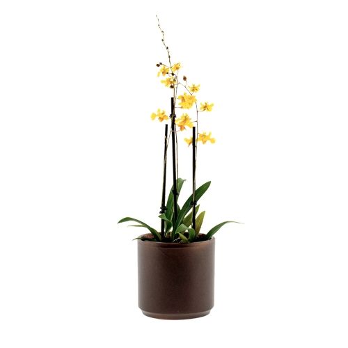 Oncidium Lemon Surprise