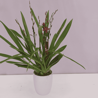 Oncidium Ma(l)riechen