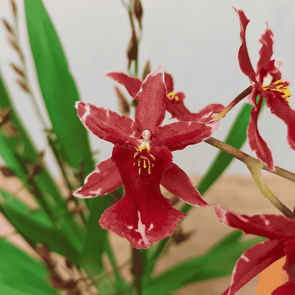 Oncidium Ma(l)riechen