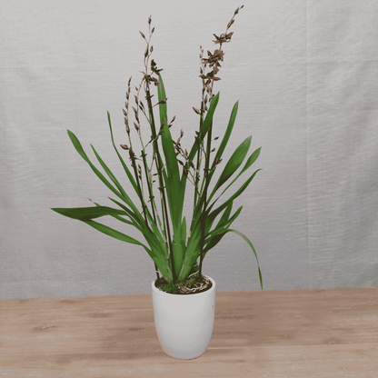 Oncidium Ma(l)riechen