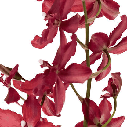 Oncidium Ma(l)riechen