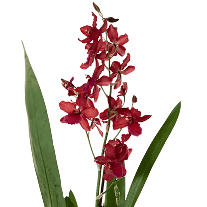 Oncidium Ma(l)riechen