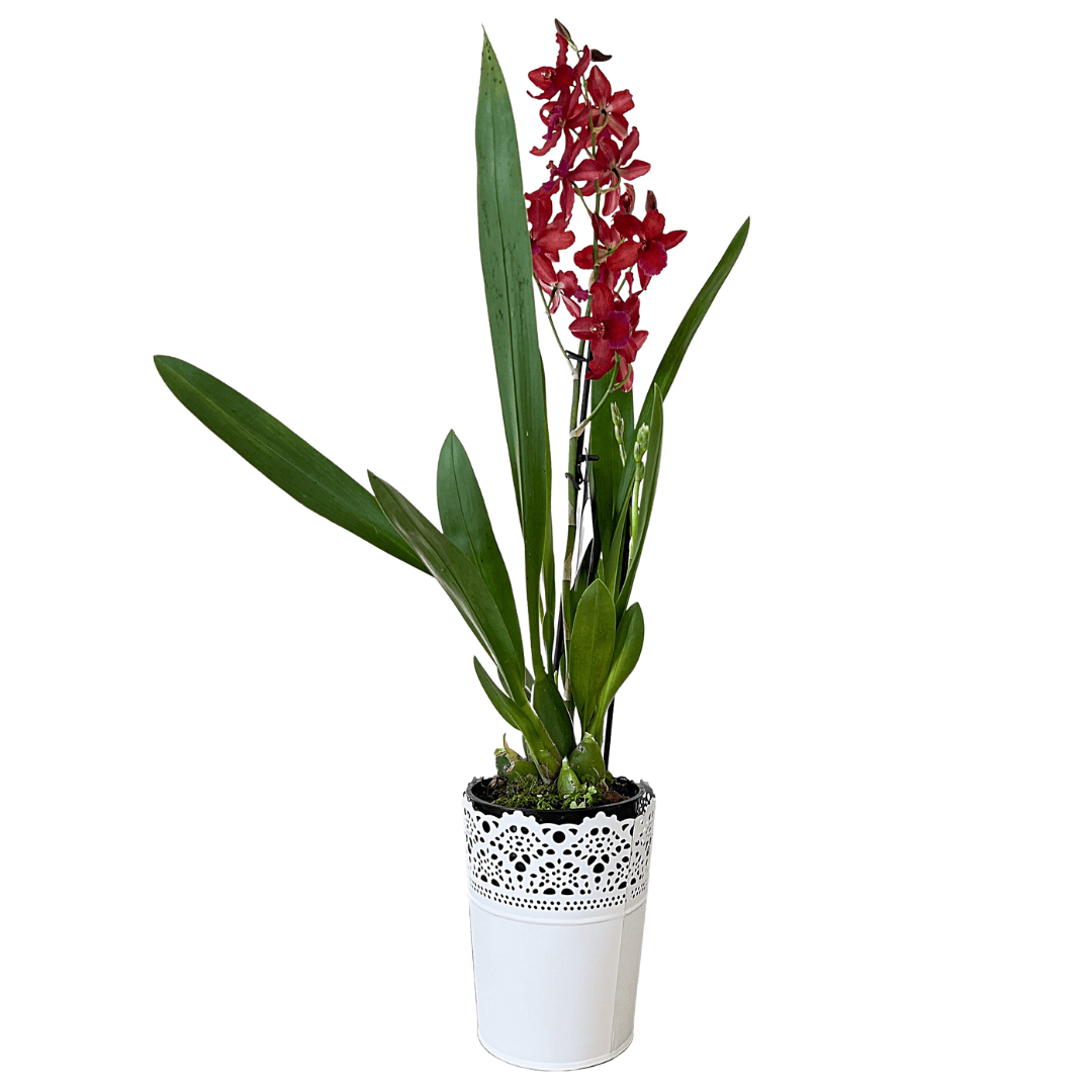 Oncidium Ma(l)riechen