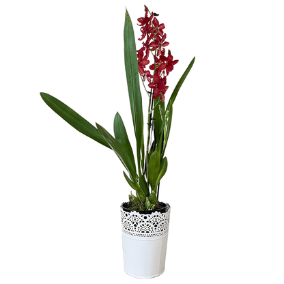 Oncidium Ma(l)riechen