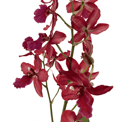 Oncidium Ma(l)riechen