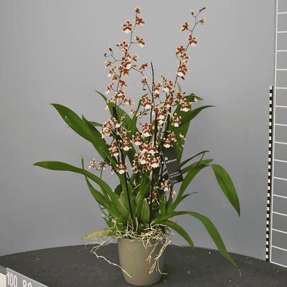 Oncidium Sharry Baby