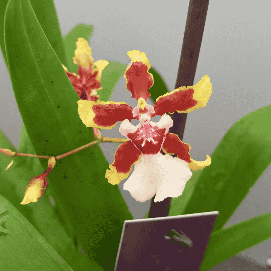Oncidium Sharry Baby