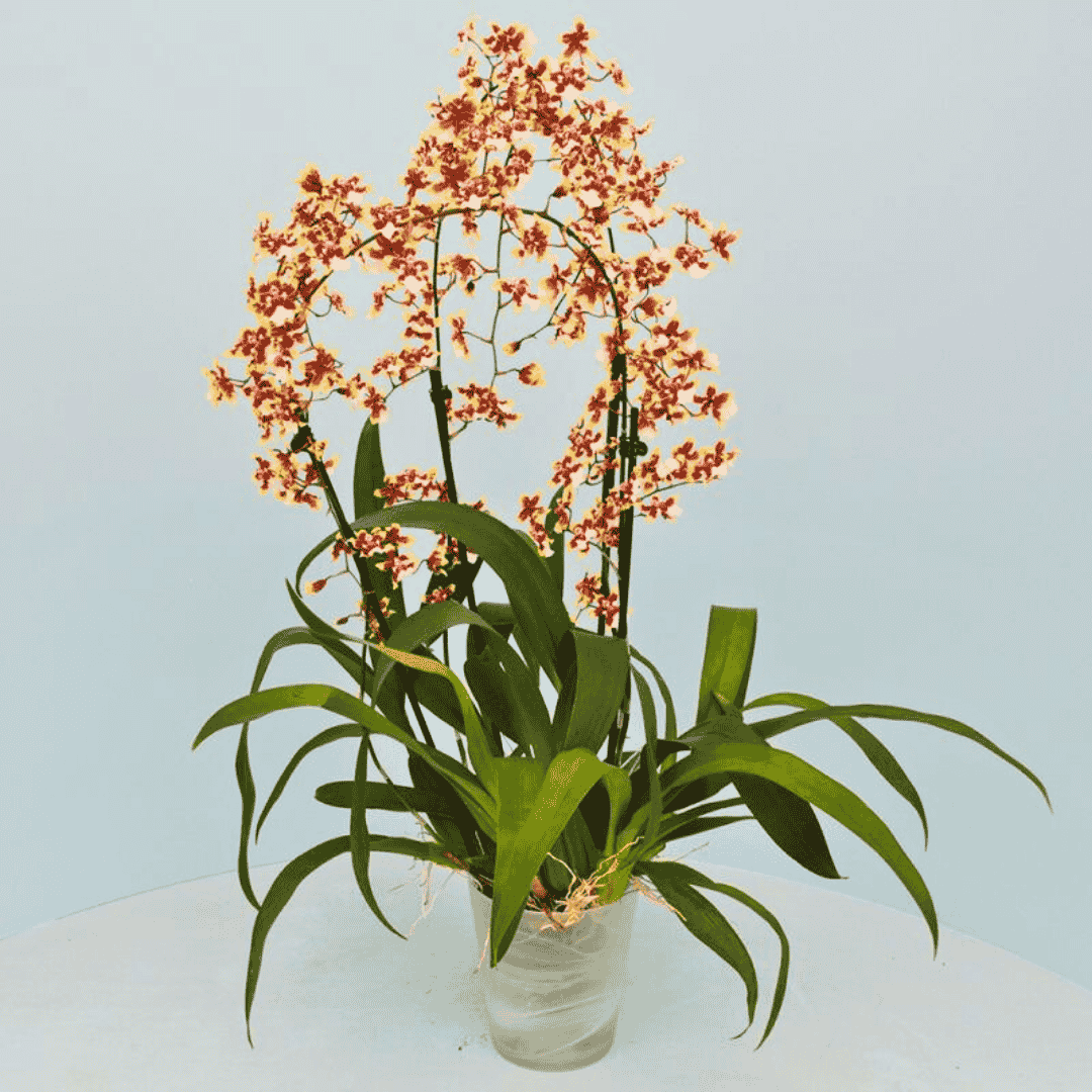 Oncidium Sharry Baby