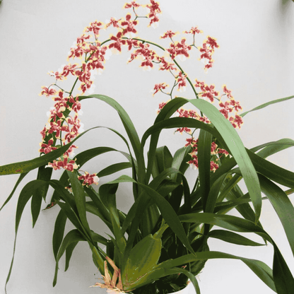 Oncidium Sharry Baby