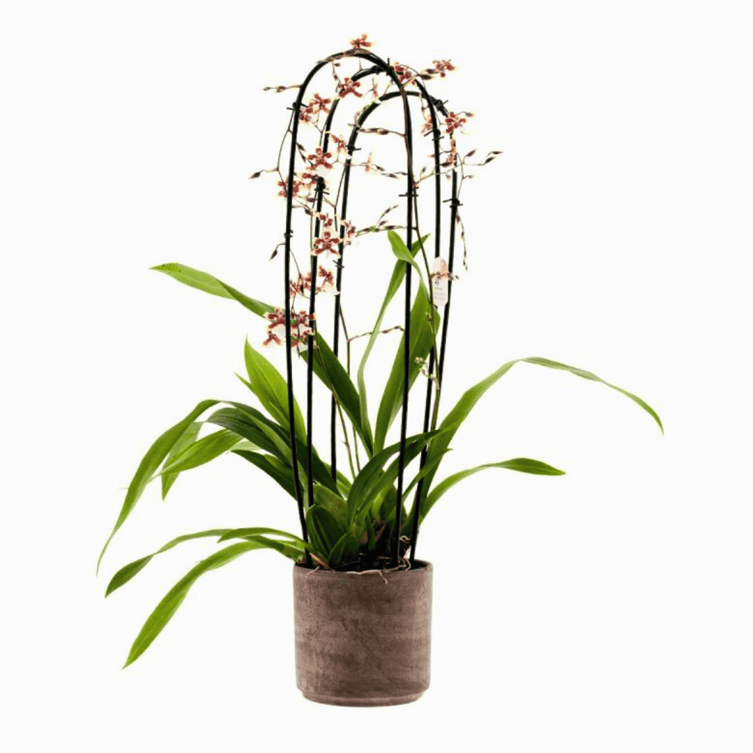 Oncidium Sharry Baby
