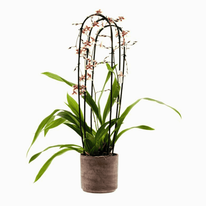 Oncidium Sharry Baby