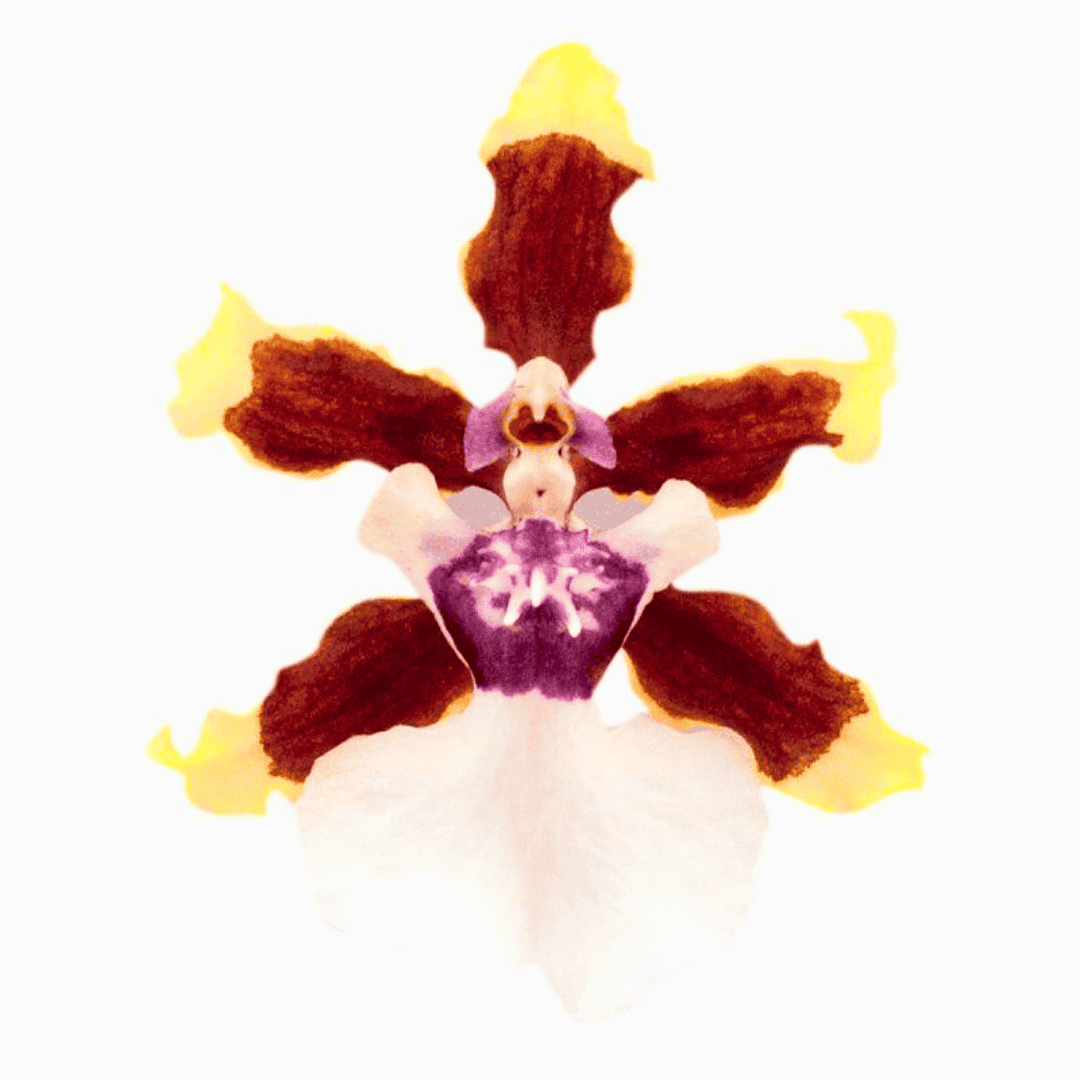 Oncidium Sharry Baby
