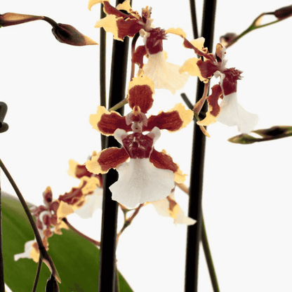 Oncidium Sharry Baby