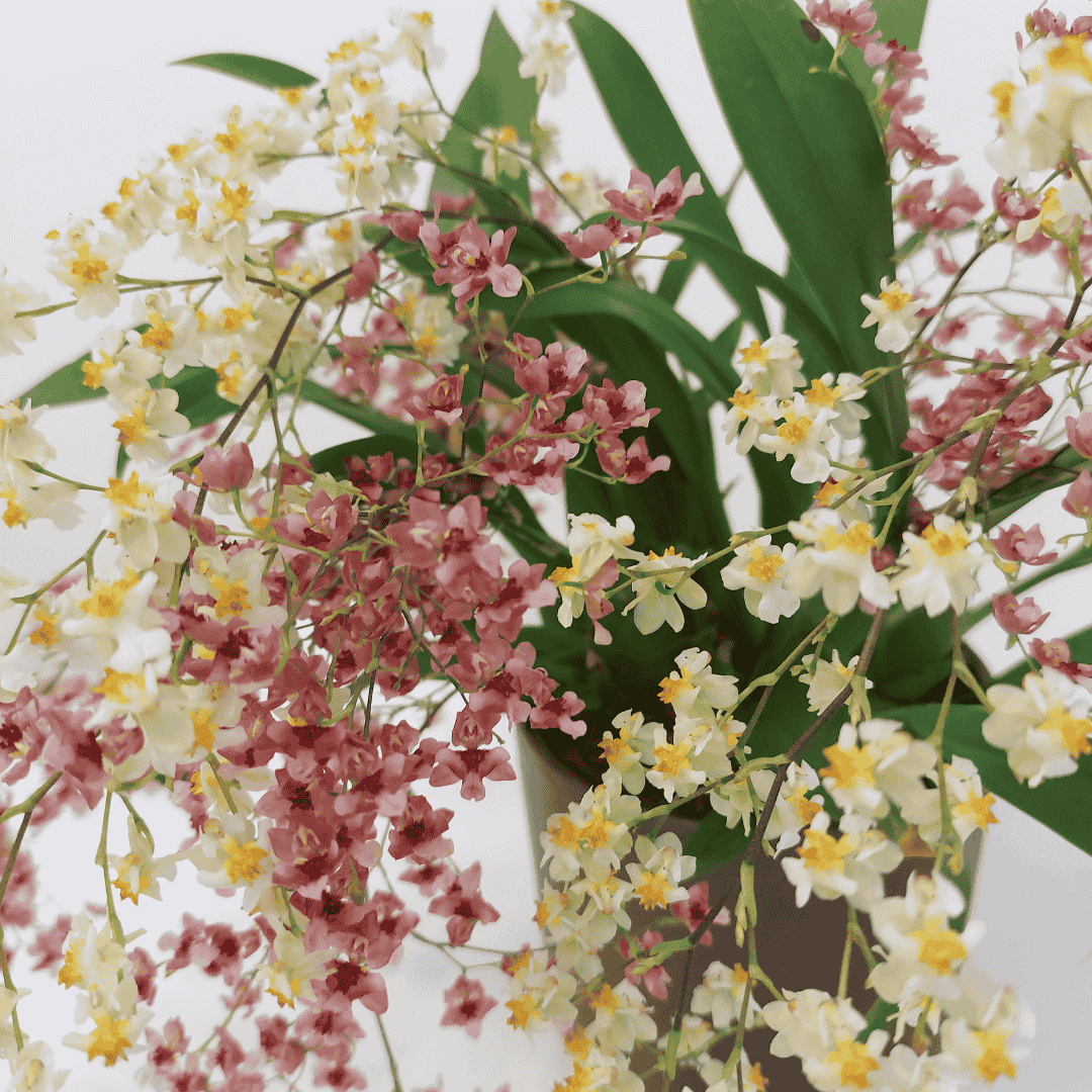 Oncidium Twinkle Bicolor