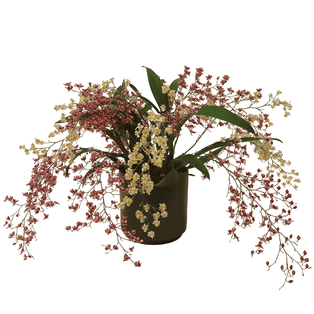 Oncidium Twinkle Bicolor