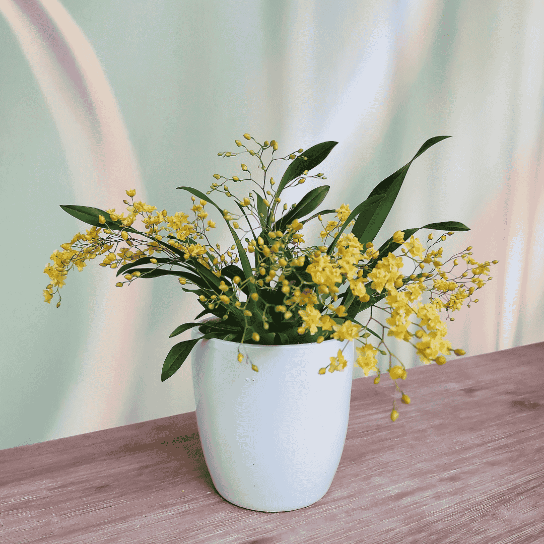 Oncidium Twinkle Giallo