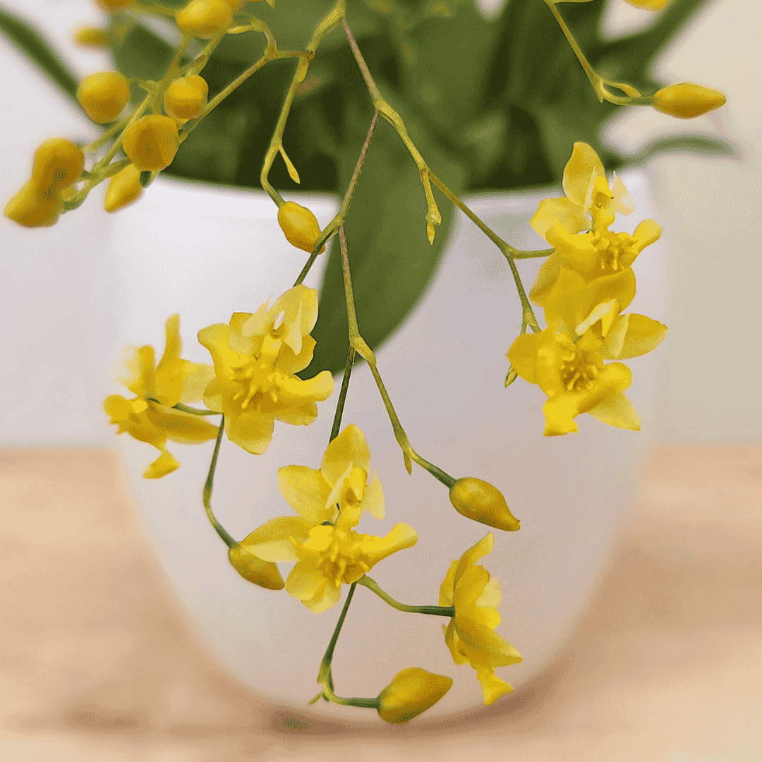 Oncidium Twinkle Giallo
