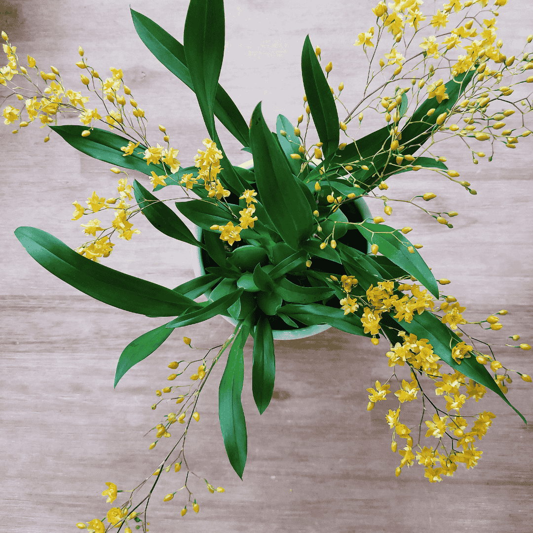 Oncidium Twinkle Giallo