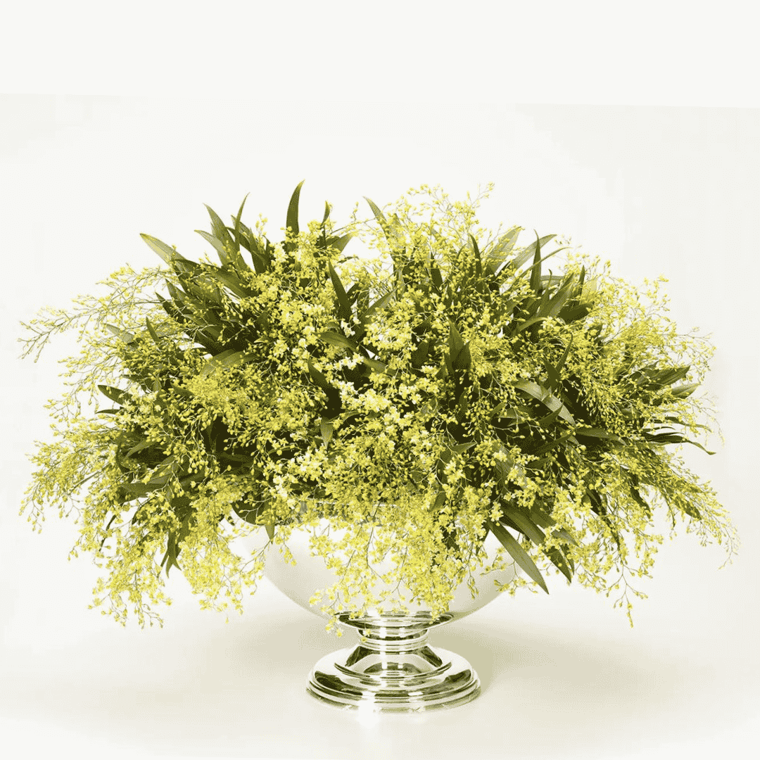 Oncidium Twinkle Giallo