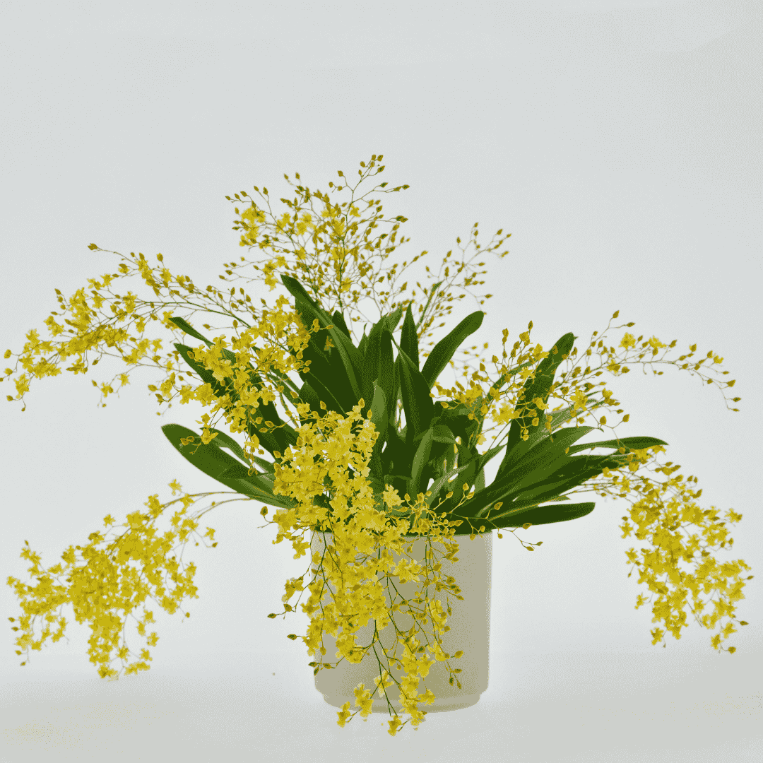 Oncidium Twinkle Giallo