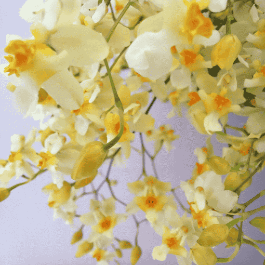Oncidium Twinkle Jasmin