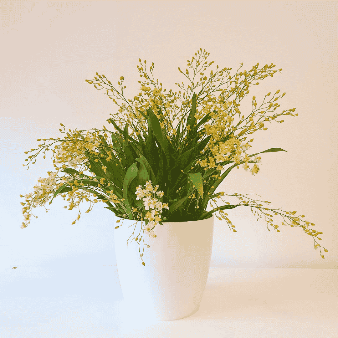 Oncidium Twinkle Jasmin